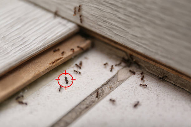 Best Termite Control Services  in Wyndham, VA